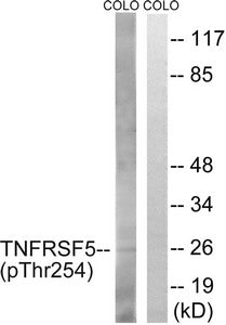 Phospho-CD40 (Thr254) Antibody