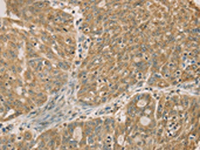 DMRT3 Antibody