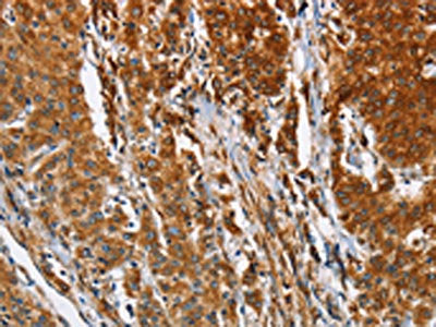 BCAP31 Antibody