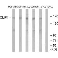 CLIP1 Antibody