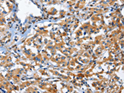 CD244 Antibody