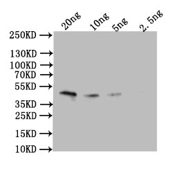 Omega-5 gliadin Antibody