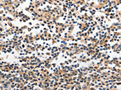 INHA Antibody