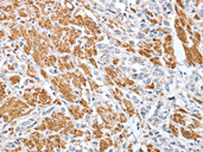 CENPC Antibody