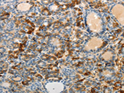MAD2L1 Antibody