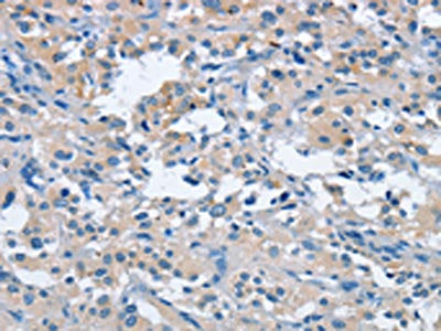 FGF9 Antibody