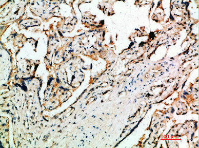 DDT Antibody