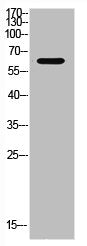 XRCC6 Antibody