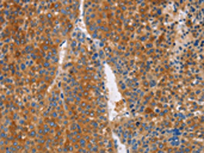 LTF Antibody