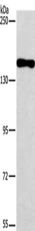 PDS5B Antibody