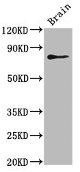 skib Antibody