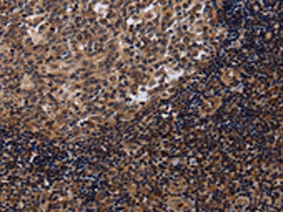 NTMT1 Antibody