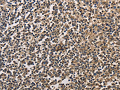 DRG1 Antibody