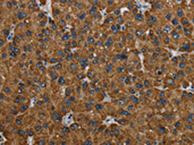 PCK2 Antibody