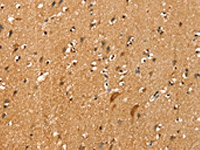 SLC16A3 Antibody