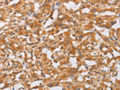 OLR1 Antibody