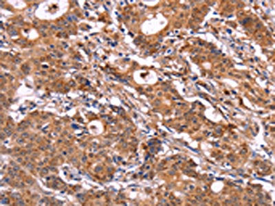 SIGLEC5 Antibody