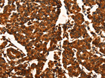 CUEDC2 Antibody