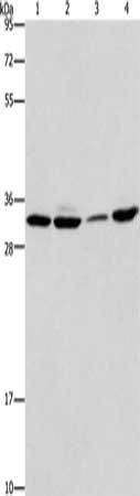 BMI1 Antibody
