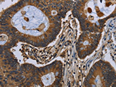 FGF18 Antibody
