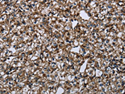 FAM89B Antibody
