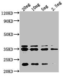 chiA Antibody