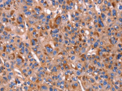 PVR Antibody