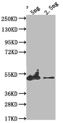 eta Antibody