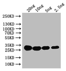 HN Antibody