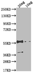 N Antibody