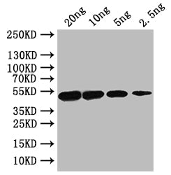 porA Antibody