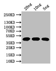 N Antibody