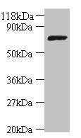 ligA Antibody