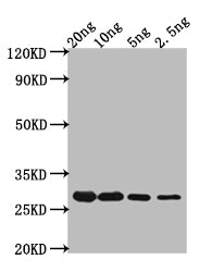 CRTI Antibody