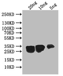 UBC6 Antibody