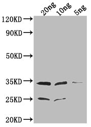 EPTA Antibody