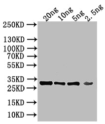 KAP123 Antibody