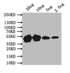 MPS1 Antibody