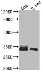 SNF1 Antibody