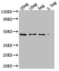 NARX Antibody