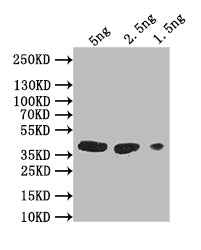 gH Antibody