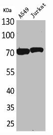 XRCC6 Antibody