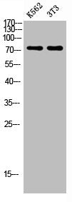 ENG Antibody