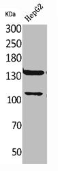 INPPL1 Antibody