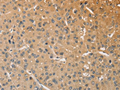 WNT11 Antibody