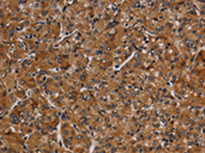 CYP1A2 Antibody
