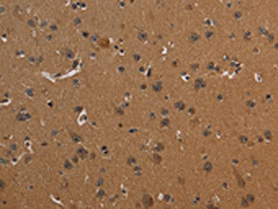 ICAM4 Antibody
