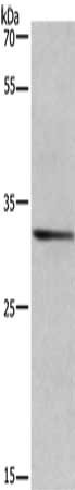 AREG Antibody