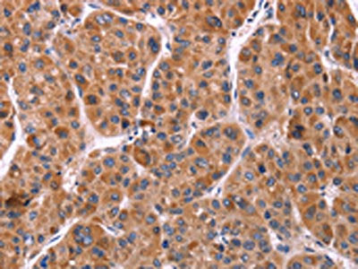 EFNA5 Antibody