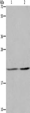 ASF1A Antibody